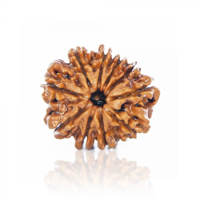 10 mukhi is one of the special rudraksha among others astro arun ji