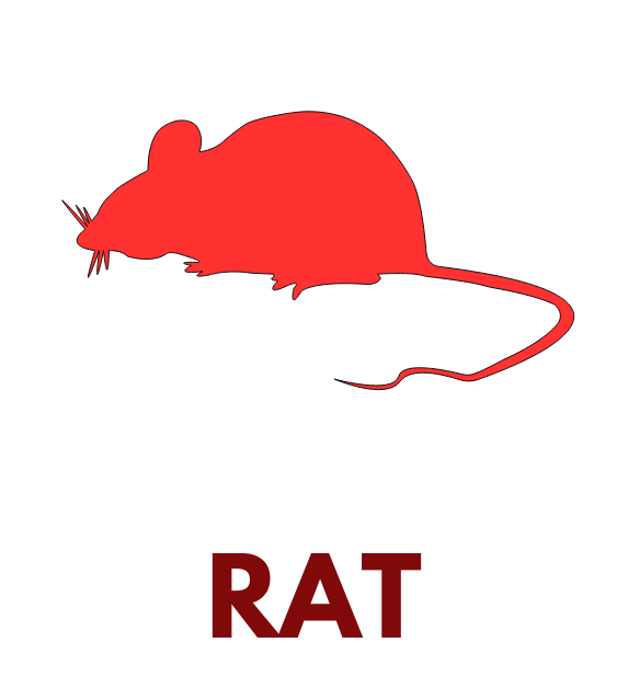 RAT